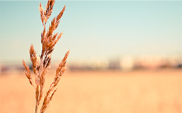 短信连环呼叫软件